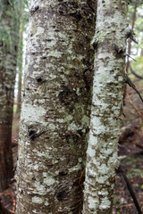 Pacific Northwest Evergreen forest 