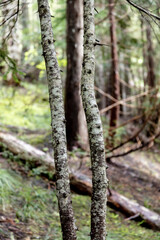 Pacific Northwest Evergreen forest 