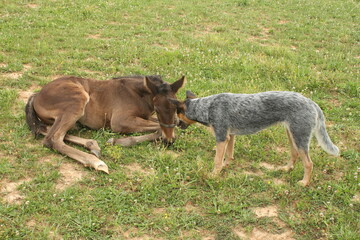 Foal and heeler friend