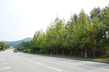 Fototapeta premium Road in Anmyeondo Island, South Korea. 