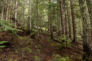 Pacific Northwest Evergreen forest 