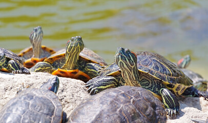 turtles basking and swimming in the sun