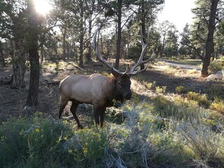 Elk at the camp of the Grand Canyon at sunset, South Rim