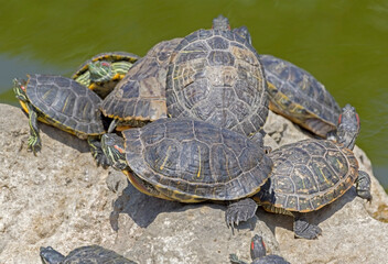 Fototapeta premium turtles basking and swimming in the sun