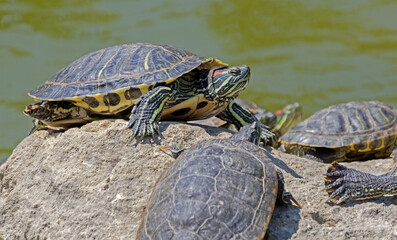 turtles basking and swimming in the sun