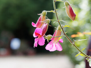 Lophospermum purpusii | Asarine grimpante ou muflier grimpant à fleur pourpe ou rose carmin en...