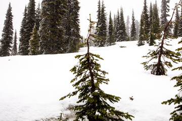 snow covered pine forest