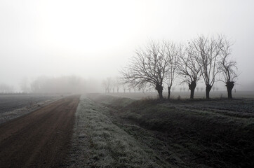 Obraz na płótnie Canvas Winter misty morning in plain of northern Italy with rows of bare mulberry trees and a country road among the frost fields