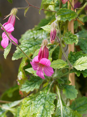 Lophospermum purpusii | Asarine grimpante ou muflier grimpant à fleur pourpe ou rose carmin en...