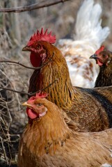 Hens in the hen house in the countryside
