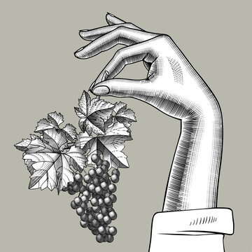 Engraved vintage drawing of a female hand holding in the fingers a bunch of grapes with leaves