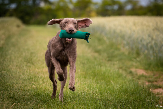  Slowakischer Rauhbart, SHS,Slovensk&yacute; hrubosrst&yacute; stavač, Slowakischer Rauhaariger Vorstehhund