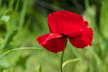 Red poppy close-up, wild flower in the garden. Floral wallpaper, background. Green grass backdrop.