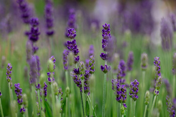 Lavandula ang. Hidcote Lavender