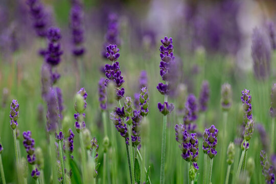 Lavandula ang. Hidcote Lavender © cdufflephoto