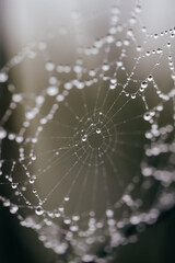 Macro shot of a toils of a spider with transparent dew drops on it. The  spiderweb is located on the branches of a tree