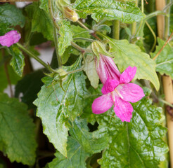 Lophospermum purpusii | Asarine grimpante ou muflier grimpant à fleur pourpe ou rose carmin en trompette