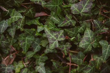 Close up view of ivy leaves on wood background. Wild ivy on tree trunk. 