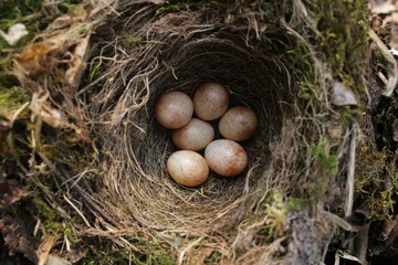 A Robin nest photographed in West Sussex, England.