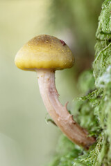 Mushrooms in the Ucieda forest, Cantabria, Spain