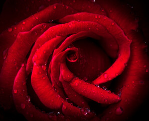 drops of water on a red rose close-up