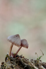Mushrooms in the Ucieda forest, Cantabria, Spain