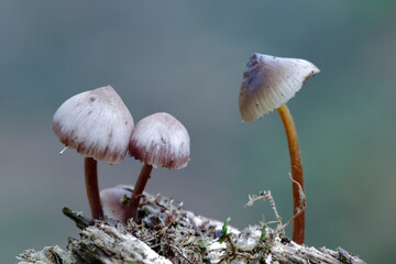Mushrooms in the Ucieda forest, Cantabria, Spain