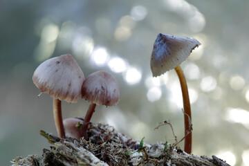 Mushrooms in the Ucieda forest, Cantabria, Spain