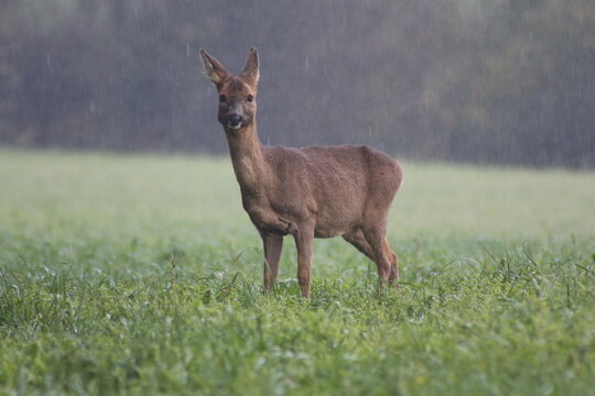 A photo of a Roe doe taken in the rain in Devon, England.
