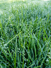 Macro grass in the morning