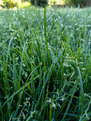 Macro grass in the morning