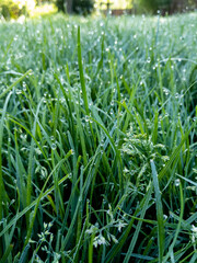 Macro grass in the morning