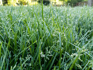 Macro grass in the morning