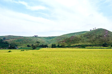 Fototapeta premium Pasture in Seosan-si, South Korea. 