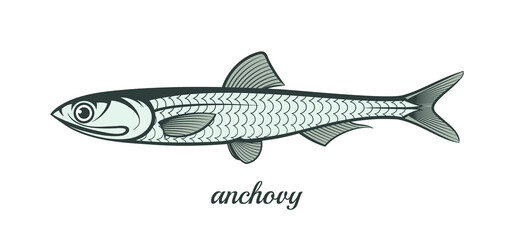 anchovy fish outline vector illustration - obrazy, fototapety, plakaty