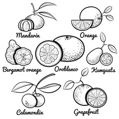 citrus fruit set outline vector illustration