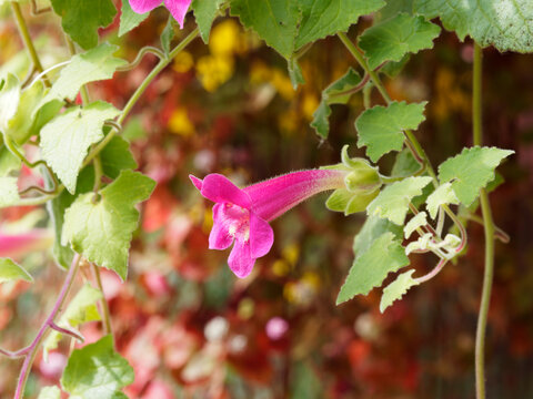 (Lophospermum erubescens) Gros plan sur une fleur d'asarine grimpante ou muflier grimpant d'aspect tubulaire et lobé de couleur rose