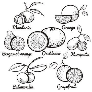 citrus fruit set outline vector illustration