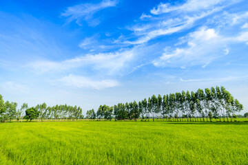 Eucalyptus trees in the green rice paddy fields
