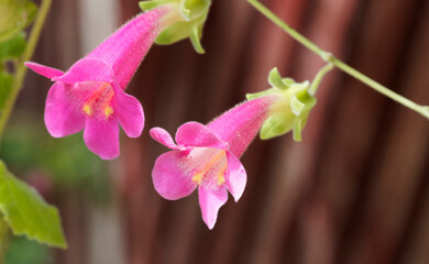 Lophospermum purpusii | Asarine grimpante ou muflier grimpant à fleur pourpe ou rose carmin en...