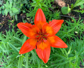 Fototapeta premium Orange Lily photo from above. Photo of a flower in the garden.