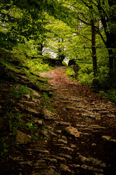 Italy,?Province of Verona,?Verona, Forest footpath in?Lessinia Regional Nature Park