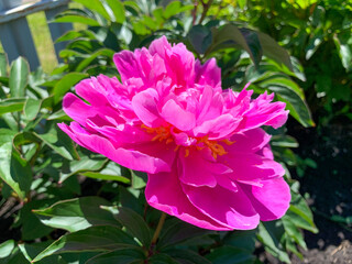 A bright pink peony blooming in the garden. Photo from above.