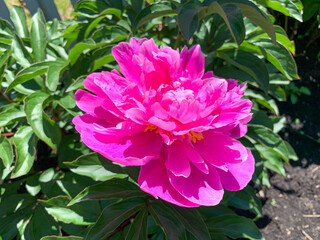 A bright pink peony blooming in the garden. Photo from above.