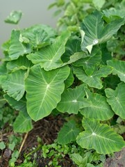 close up of green leaves of lettuce, Colocasia/Taro