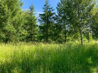 Obraz premium Sunny lawn in the forest. Green firs, birches in the summer forest. Beautiful scenic view.