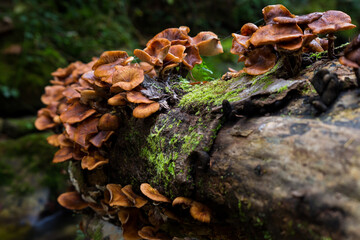 Mushrooms the forest of the river Infierno in Piloña, Asturias, Spain