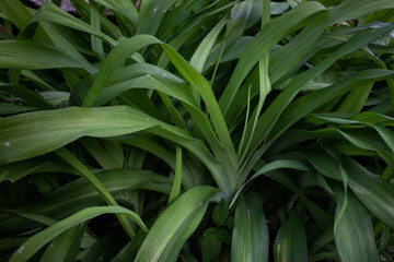 Close up of a green Plant in the Spring.