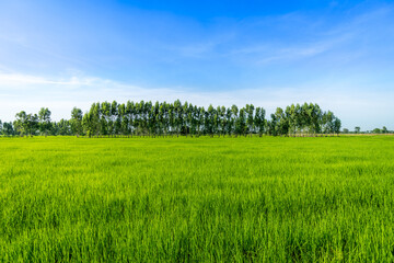 Obraz premium Eucalyptus trees in the green rice paddy fields