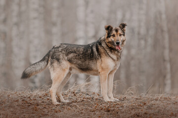 brown mixed breed dog posing in the forest in autumn